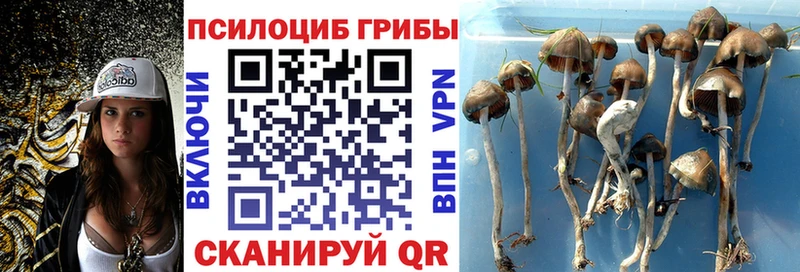 цена наркотик Фёдоровский Псилоцибиновые грибы прущие грибы
